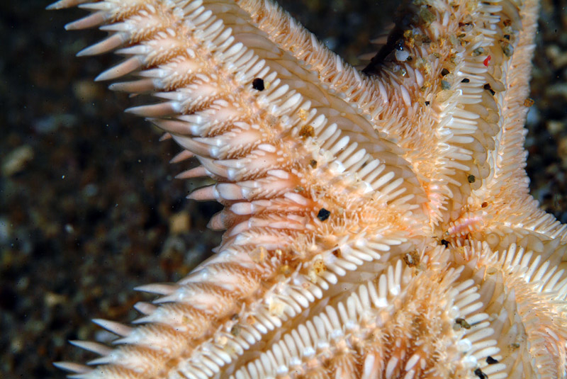Astropecten platyacanthus (Philippi, 1837)